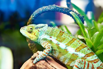 Chameleon on plant