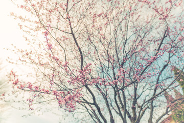 Close-up on the cherry blossoms, bright artistic nature scene, soft tones and blurred background