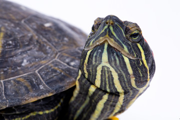 Water turtle isolated on the white background