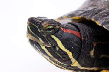 Obraz premium Water turtle isolated on the white background