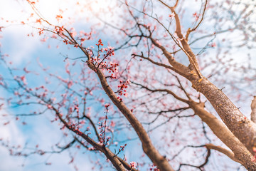 Close-up on the cherry blossoms, bright artistic nature scene, soft tones and blurred background