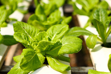 Hydroponics is a plant without soil.