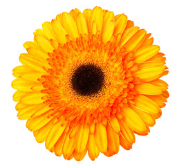 Gerbera flower orange and yellow isolated on white background