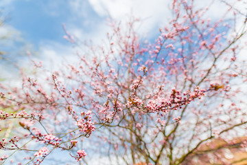 Cherry Blossom trees, Nature and Spring time background. Pink Sakura flowers