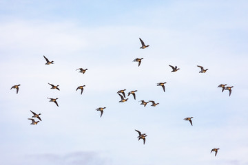 Flying ducks
