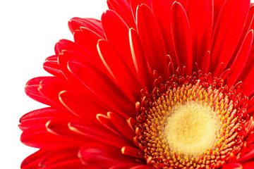 Vibrant bright red gerbera daisy flower blooming isolate on white background