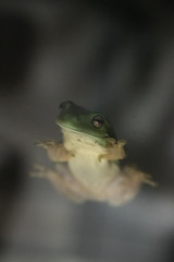 Green Tree Frog
