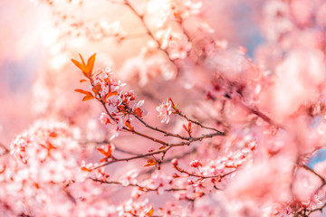 Blossoming cherry trees in spring, Spring nature background