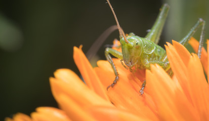A close up of the grasshopper on flower.