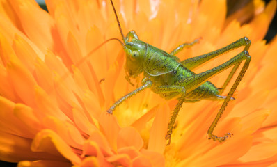 A close up of the grasshopper on flower.