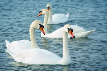 Obraz premium White swans on the sea. Wildlife. Ocean.