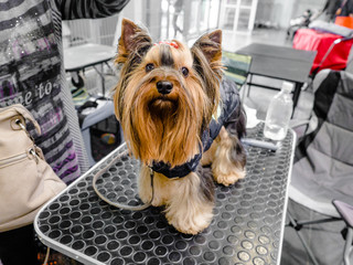 Grooming Yorkshire Terrier professional hairdresser. Hairdresser mows Yorkshire Terrier standing for the dog competition fur on the ear with a trimmer