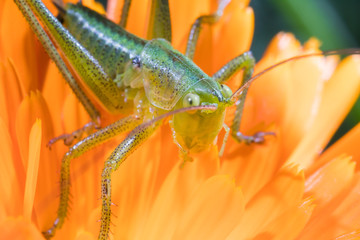 A close up of the grasshopper on flower.