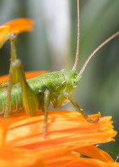 A close up of the grasshopper on flower.