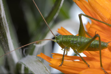 A close up of the grasshopper on flower.