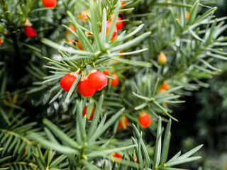 Obraz premium Green Yew Tree with Red Berries, European Yew, Taxus baccata, Countryside Natural Scenic Backgrounds, Yew seeds.