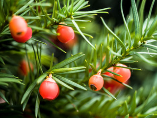 Obraz premium Green Yew Tree with Red Berries, European Yew, Taxus baccata, Countryside Natural Scenic Backgrounds, Yew seeds.