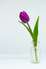 Tulip flower isolated