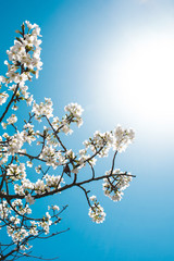 Fototapeta premium Beautiful cherry blossom sakura in spring time over blue sky.