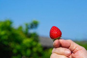 Close-up Of Strawberry.