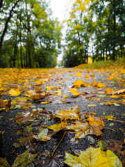 Red and Orange Autumn Leaves Background, Fall leaves for an autumn, Collection of Beautiful Colourful Autumn Leaves / green, yellow, orange, red.