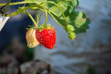 Close-up Of Strawberries.