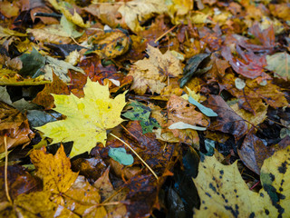 Red and Orange Autumn Leaves Background, Fall leaves for an autumn, Collection of Beautiful Colourful Autumn Leaves / green, yellow, orange, red.