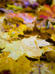 Red and Orange Autumn Leaves Background, Fall leaves for an autumn, Collection of Beautiful Colourful Autumn Leaves / green, yellow, orange, red.