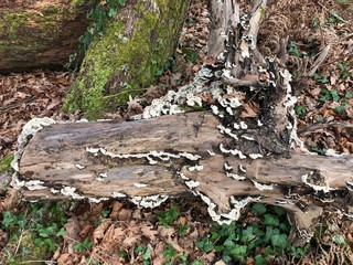 arbre  mort et champignons