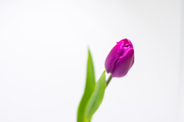 Tulip flower isolated