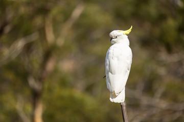 Sulphur-Crested Cockatoo, Australia