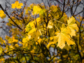 Collection of Beautiful Colorful Autumn Leaves / green, yellow, orange, red at outdoor park, a park of luminous autumnal colors, Golden scene with falling leaves, the sun shining through the trees.