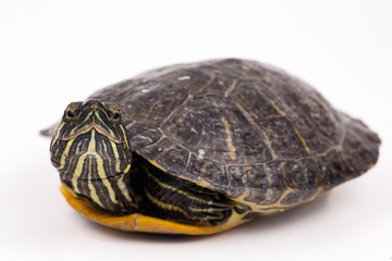 Water turtle isolated, on the white background