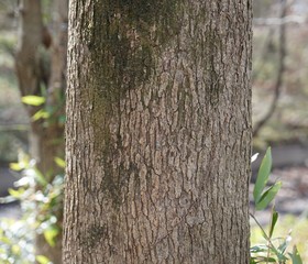 ヤマハゼの樹皮