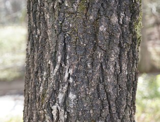 カシワの樹皮