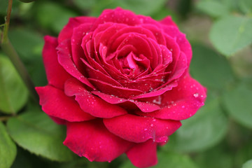 Gorgeous pink rose with raindrops on the petals.