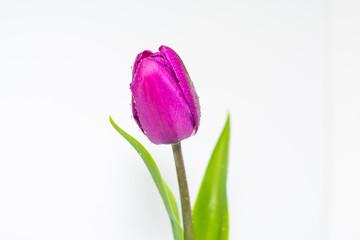 Tulip flower isolated