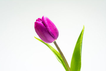 Tulip flower isolated