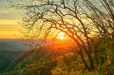 Tree branch without leaf on top mountain at sunset : Nam Nao, Phetchabun, Thailand