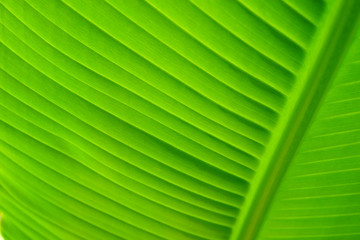 Texture of a green leaf as background