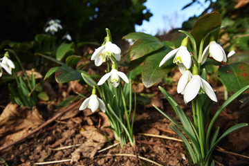 closeup of snowdrops in meadow
