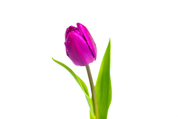 Tulip flower isolated