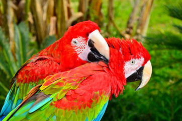 Two red macaw parrots on one branch