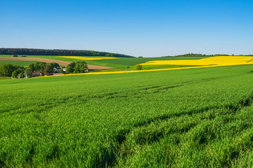 Fototapeta premium Taunus im Frühling