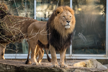 Obraz premium The lion, Panthera leo is one of the four big cats in the genus Panthera