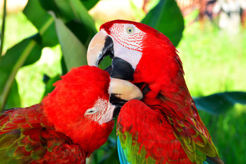 Two red macaw parrots on the branch