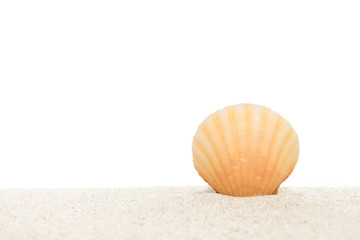 Shell on sand on a white isolated background, copy space
