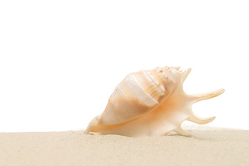 Obraz na płótnie Canvas Sea shell in sand isolated on white background
