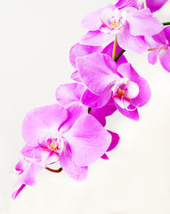 Fototapeta na wymiar Orchid flower for postcard beauty and agriculture idea concept design