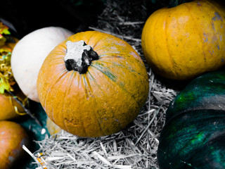Orange halloween pumpkins on rice straw, holiday decoration in a market.